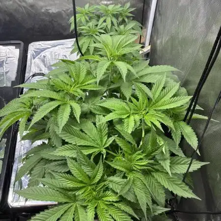 Nectar Drip - High Pressure Aeroponics