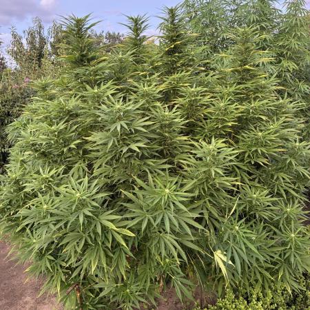 Sugar Black Rose Outdoor