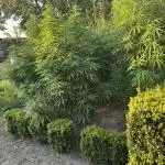 Sugar Black Rose Outdoor
