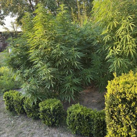 Sugar Black Rose Outdoor