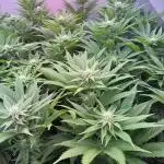 Nectar Drip - High Pressure Aeroponics