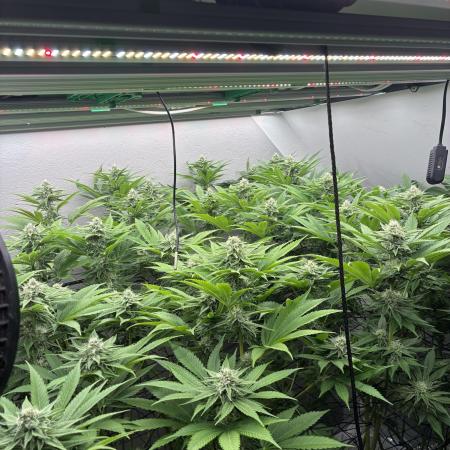 Nectar Drip - High Pressure Aeroponics