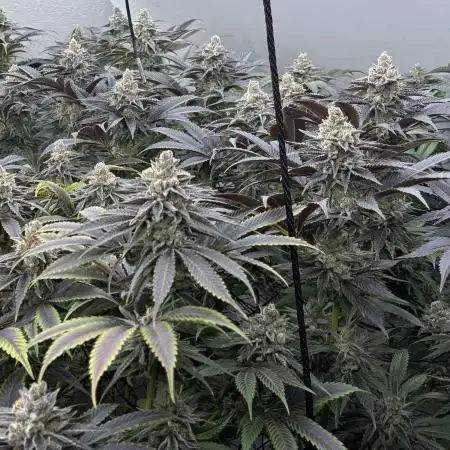 Nectar Drip - High Pressure Aeroponics