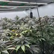 Nectar Drip - High Pressure Aeroponics