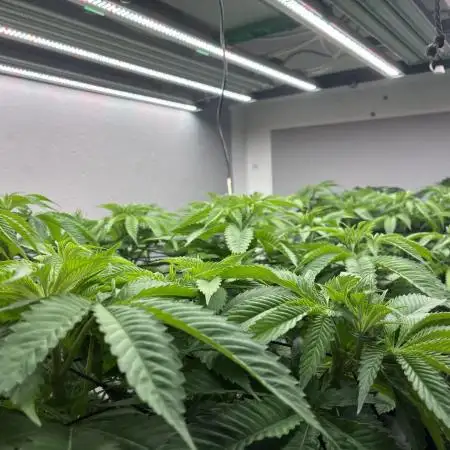 Nectar Drip - High Pressure Aeroponics