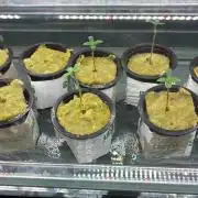 Blue Zushi - Dutch Passion - Aeroponic