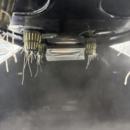 Blue Zushi - Dutch Passion - Aeroponic