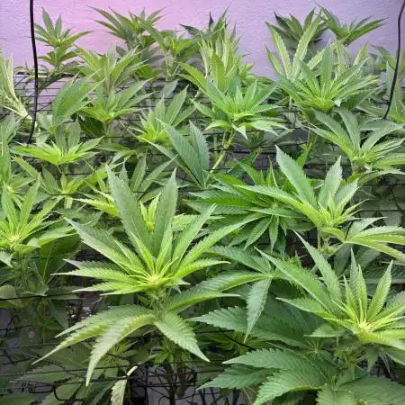Nectar Drip - High Pressure Aeroponics