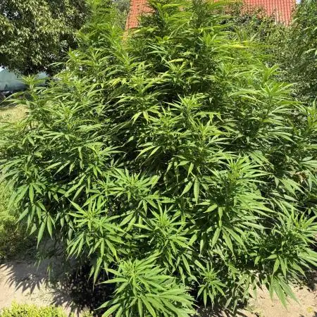 Sugar Black Rose Outdoor