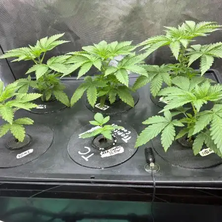 Nectar Drip - High Pressure Aeroponics