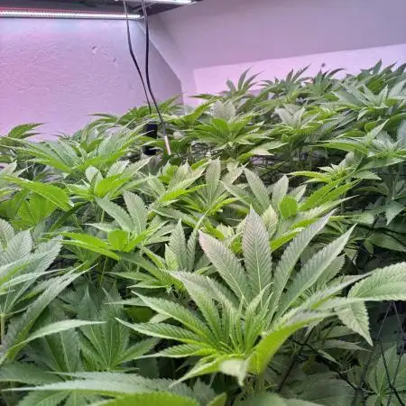 Nectar Drip - High Pressure Aeroponics