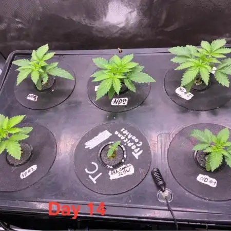 Nectar Drip - High Pressure Aeroponics