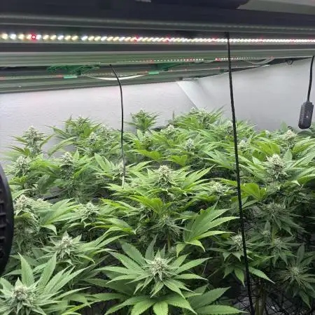 Nectar Drip - High Pressure Aeroponics