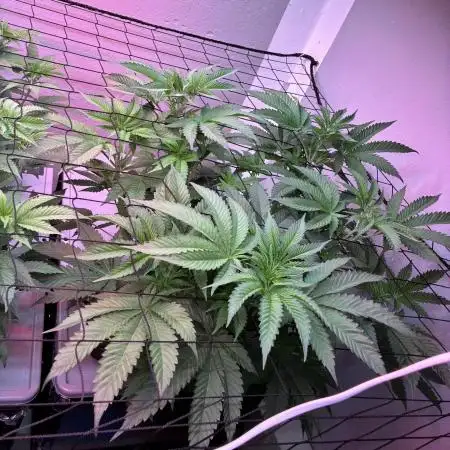 Nectar Drip - High Pressure Aeroponics