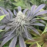 Nectar Drip - High Pressure Aeroponics