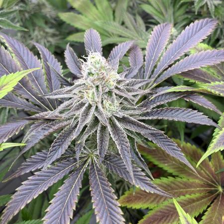 Nectar Drip - High Pressure Aeroponics