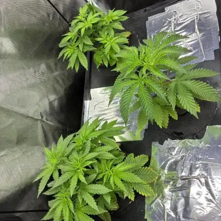 Nectar Drip - High Pressure Aeroponics