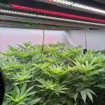 Nectar Drip - High Pressure Aeroponics