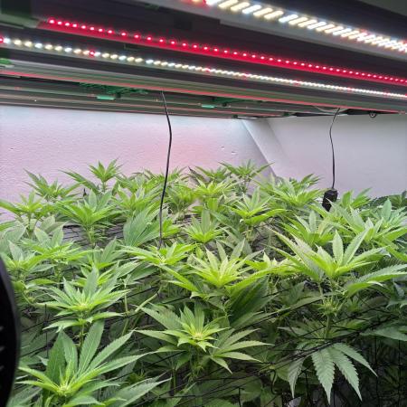 Nectar Drip - High Pressure Aeroponics