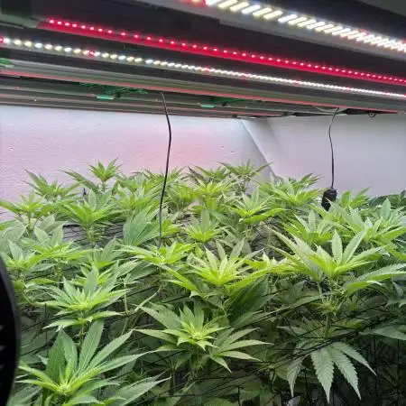 Nectar Drip - High Pressure Aeroponics