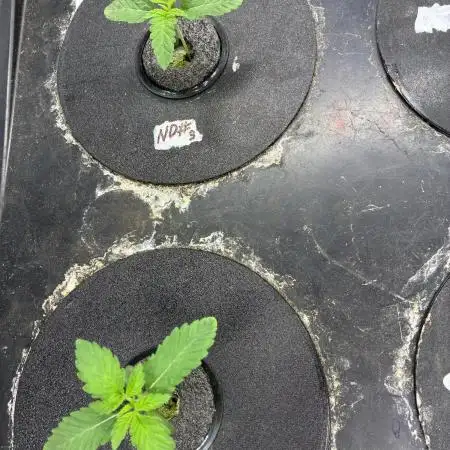 Nectar Drip - High Pressure Aeroponics