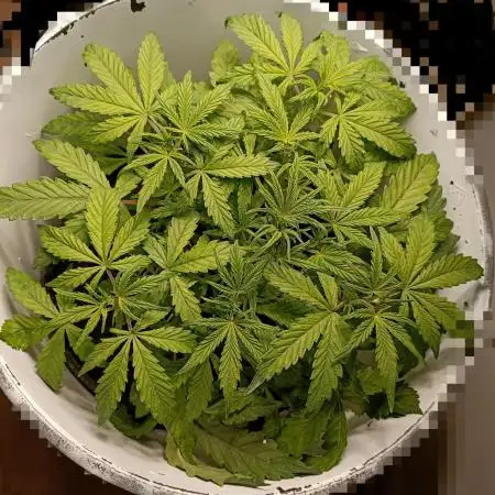 BF GMO auto in Spacebucket