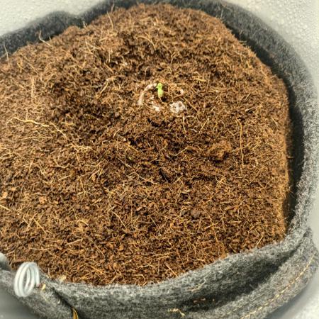 BF GMO auto in Spacebucket