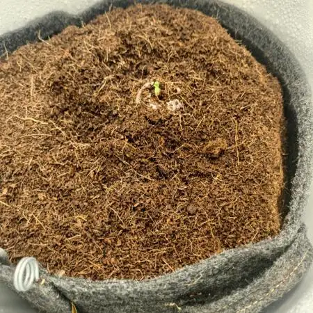 BF GMO auto in Spacebucket