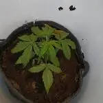 BF GMO auto in Spacebucket