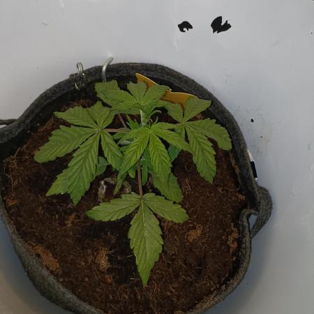 BF GMO auto in Spacebucket