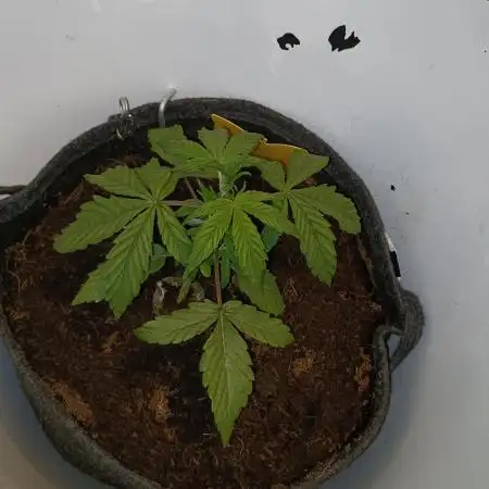 BF GMO auto in Spacebucket