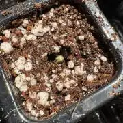 Fast Buds Gorilla Zkittlez Auto 2026Q1