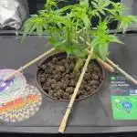 Nova OG