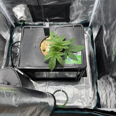 Nova OG - DWC grow LST
