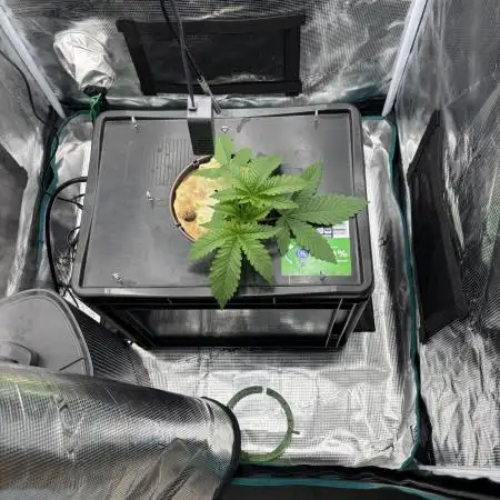 Nova OG - DWC grow LST