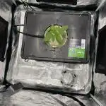 Nova OG - DWC grow LST