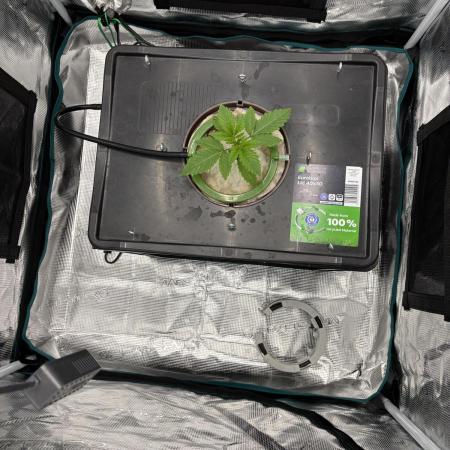 Nova OG - DWC grow LST