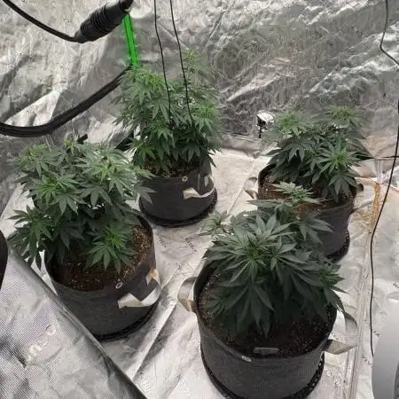 Granddaddy purple
