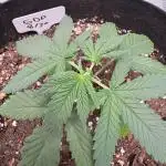Granddaddy purple