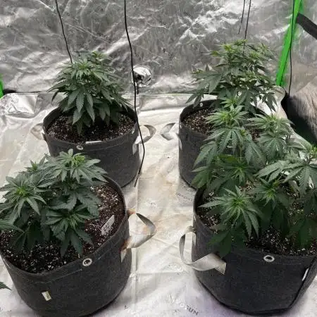 Granddaddy purple