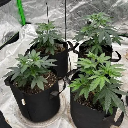 Granddaddy purple