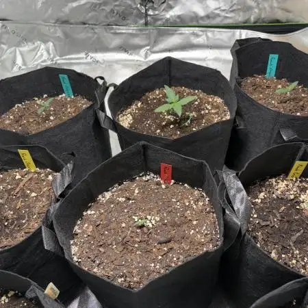 Peach crescendo auto