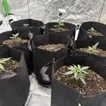 Peach crescendo auto