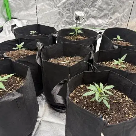 Peach crescendo auto