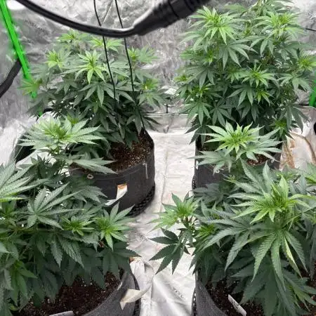 Granddaddy purple