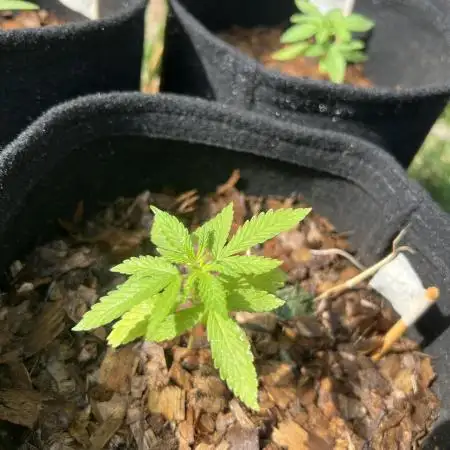 First Guerrilla Grow