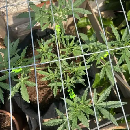 Growing on a shelf on the wall