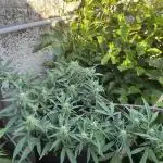 Growing on a shelf on the wall