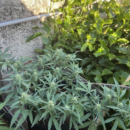 Growing on a shelf on the wall