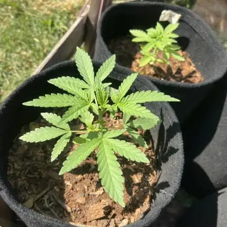 First Guerrilla Grow